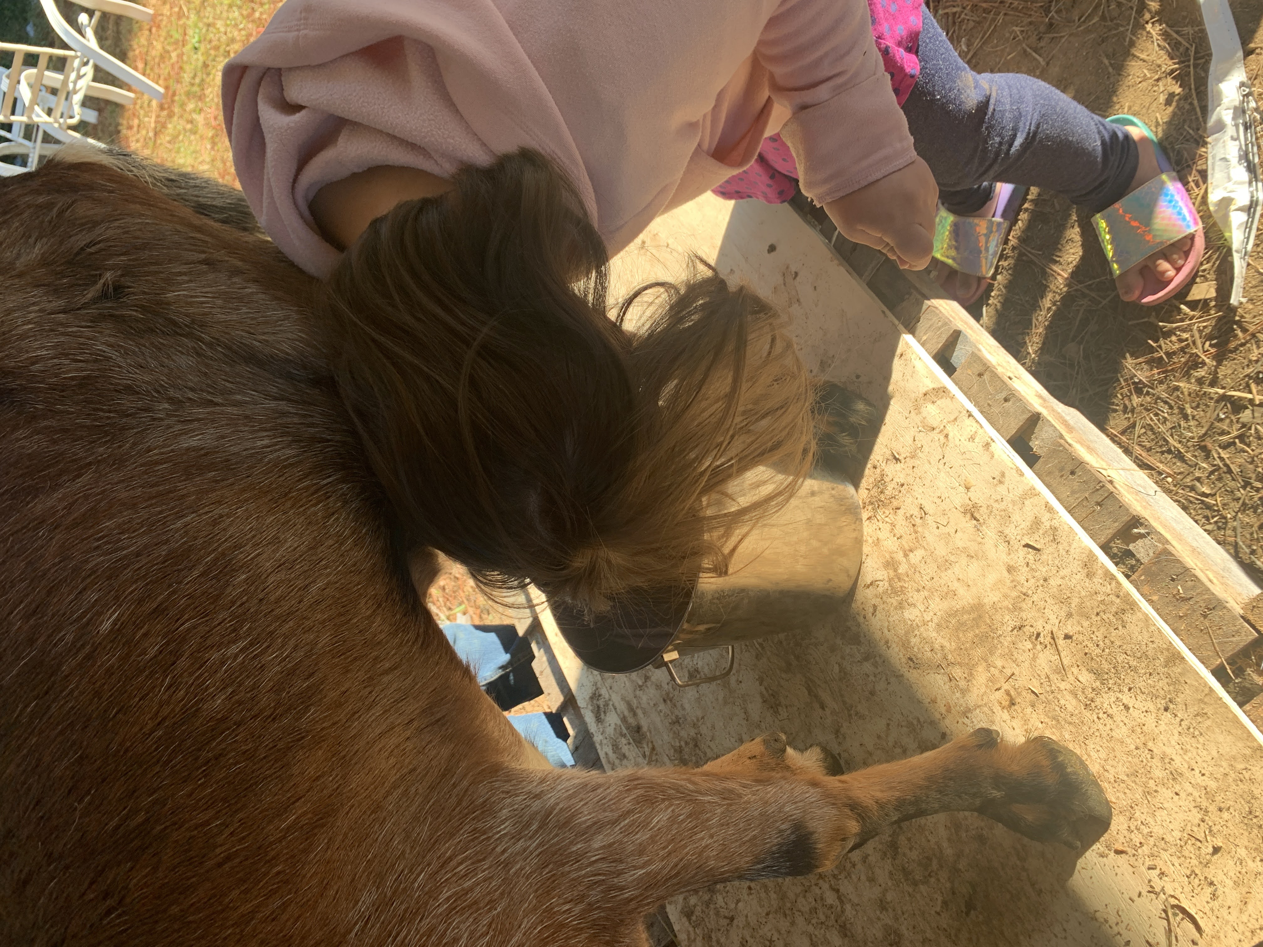 Milking Goats